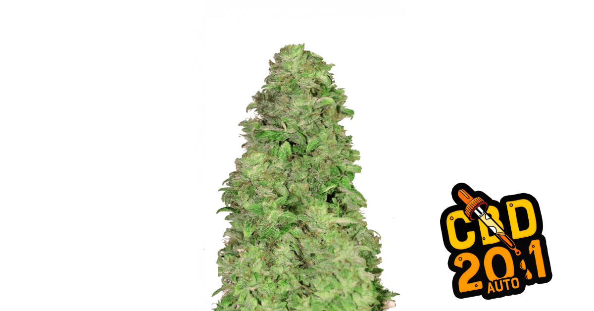 CBD Auto 20:1 — breeder photo