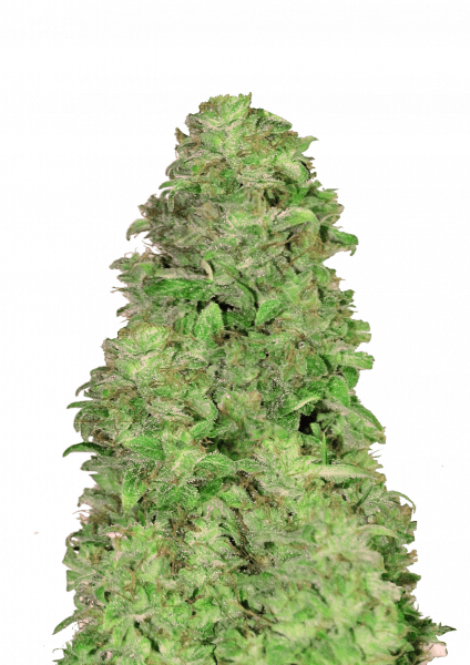 CBD Auto 20:1 cannabis strain by Fast Buds