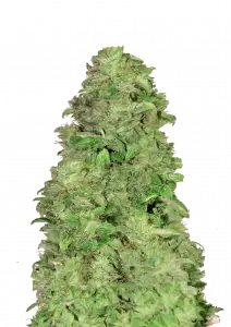 Photo of CBD Auto 201