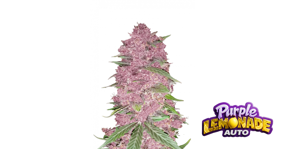 Purple Lemonade Auto Cannabis Seeds | 42 Fast Buds United States