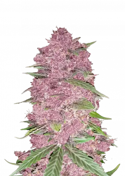 Photo of Purple Lemonade Auto