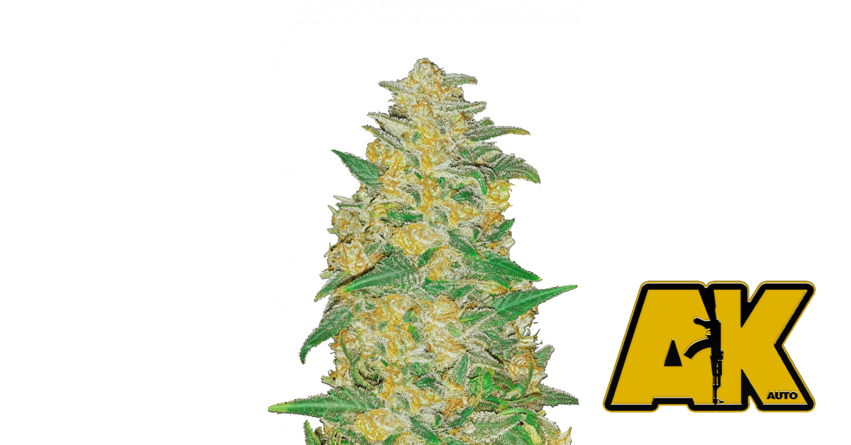 AK Auto