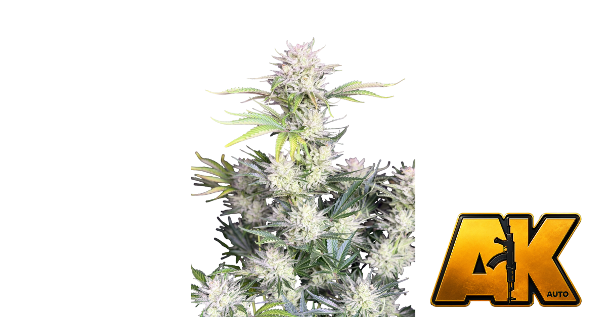 AK Auto — breeder photo