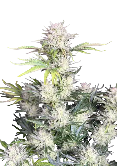 Photo of AK Auto