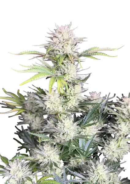 Photo of AK Auto