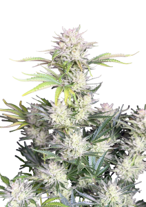 AK Auto