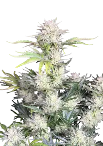 Photo of AK Auto