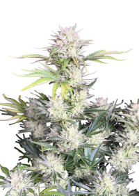 AK Auto