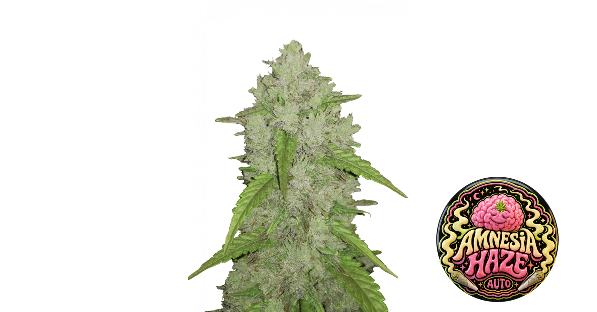Original Auto Amnesia Haze — breeder photo