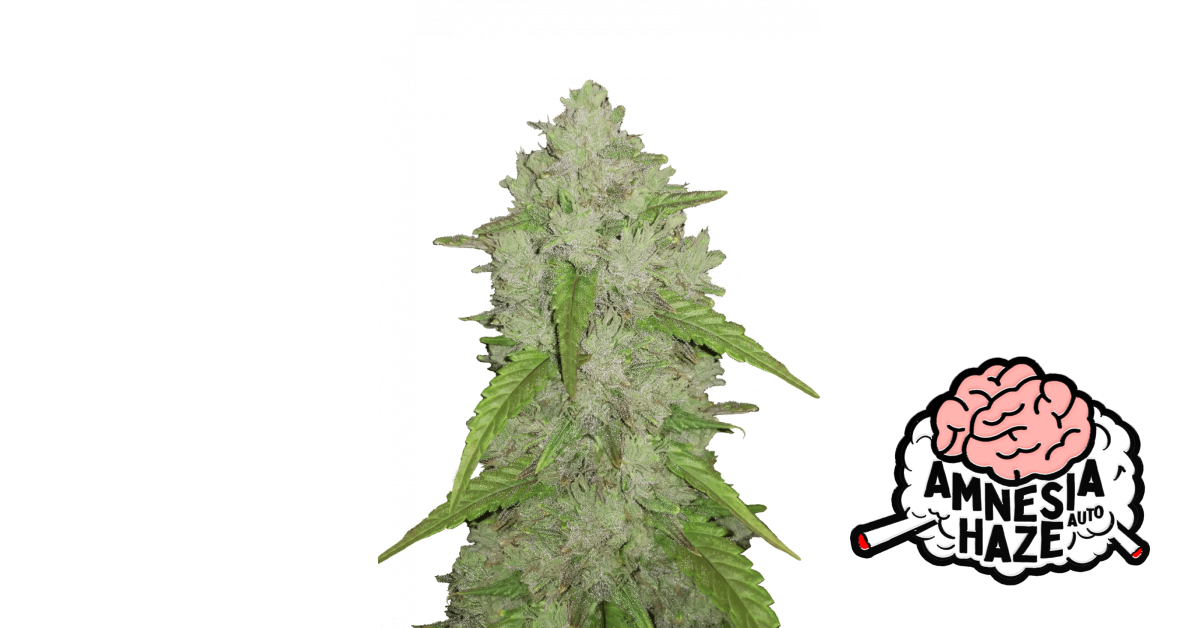 Amnesia Haze Auto