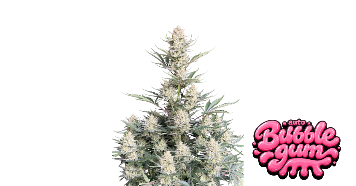 BubbleGum Auto — breeder photo