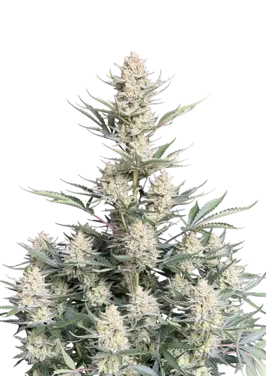 Photo of BubbleGum Auto