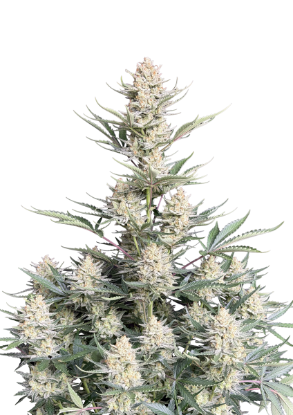 Bubblegum Auto