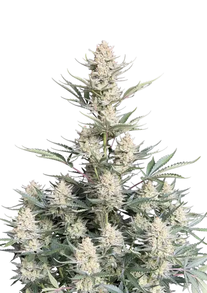 Photo of BubbleGum Auto