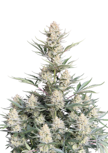 BubbleGum Auto