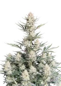 Photo of BubbleGum Auto