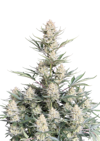 BubbleGum Auto