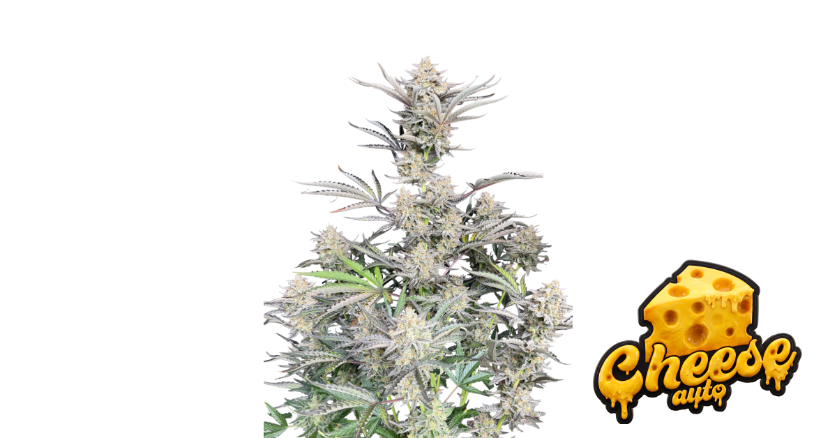 Cheese Auto — breeder photo