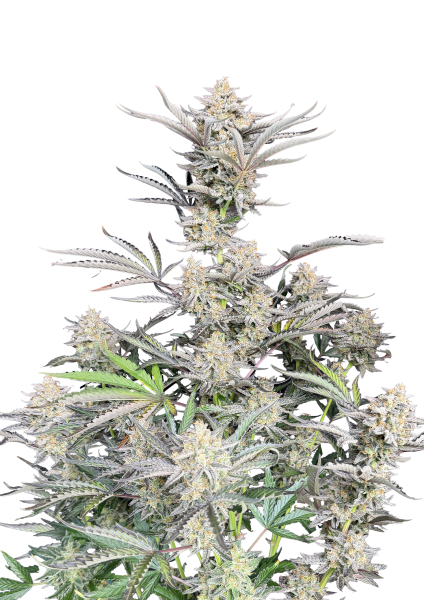 Cheese Auto