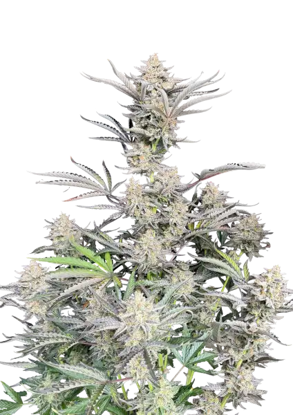 Photo of Cheese Auto