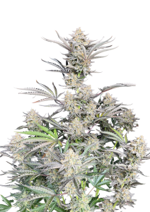 Cheese Auto
