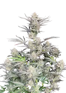Photo of Cheese Auto
