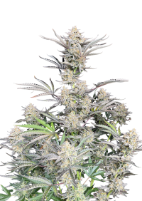 Cheese Auto