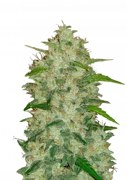Chemdawg Auto