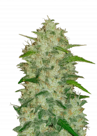Chemdawg Auto