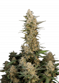Critical Auto