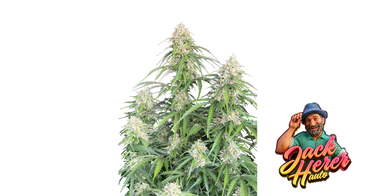 Jack Herer Auto — breeder photo