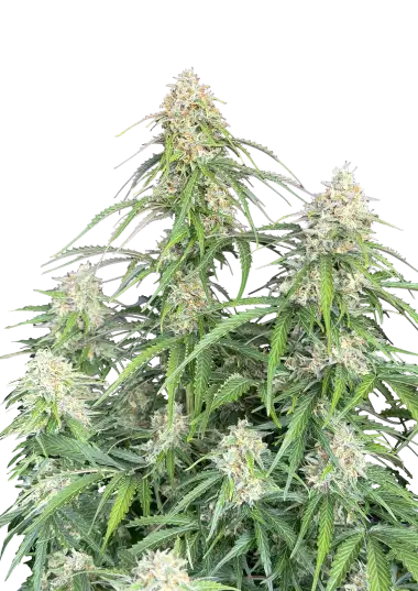 Photo of Jack Herer Auto