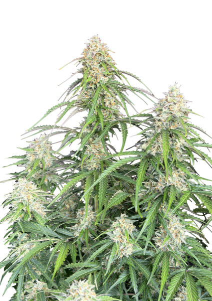 Jack Herer Auto