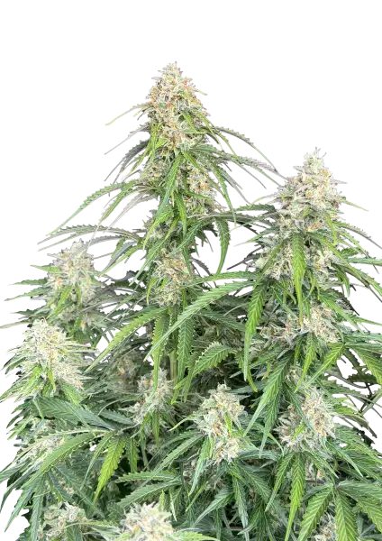 Photo of Jack Herer Auto