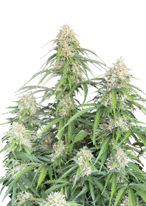 Jack Herer Auto