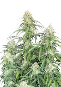 Photo of Jack Herer Auto