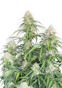 Jack Herer Auto