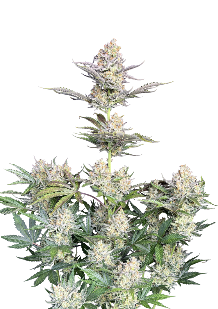 Skunk Auto Cannabis Seeds | 42 Fast Buds