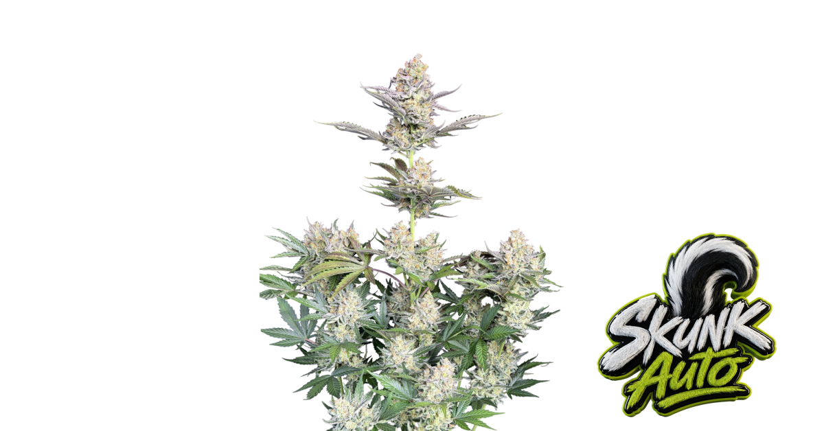 Skunk Auto — breeder photo