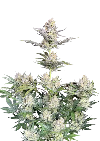 Photo of Skunk Auto