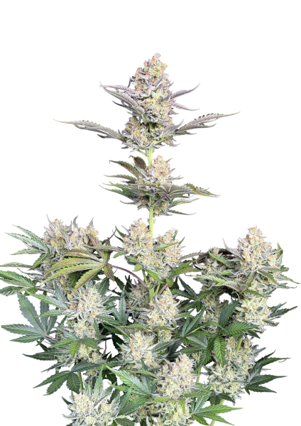 Skunk #1 Auto