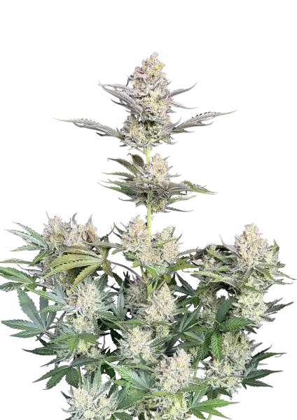 Photo of Skunk Auto