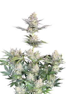 Skunk Auto