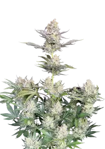 Photo of Skunk Auto