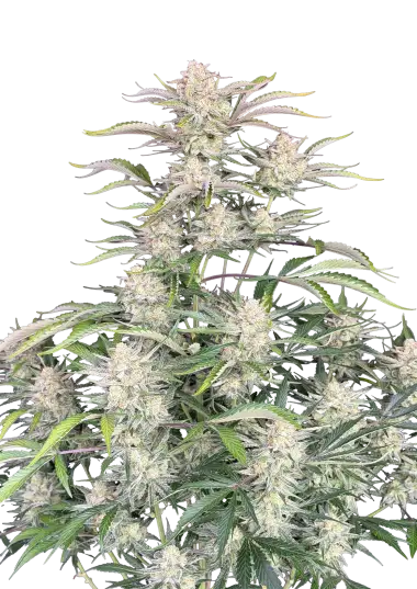 Photo of Sour Diesel Auto