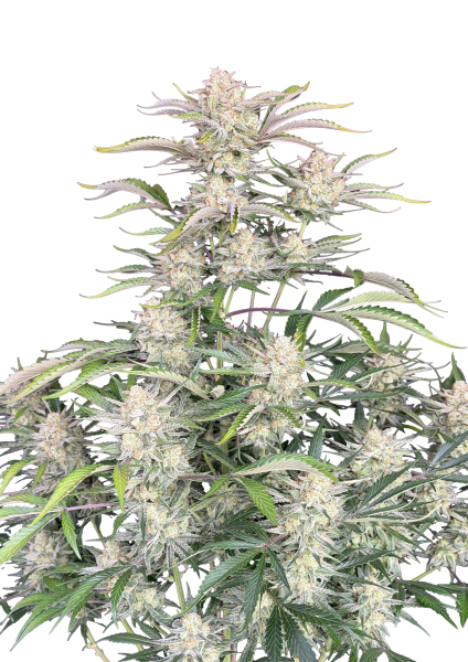 Sour Diesel Auto