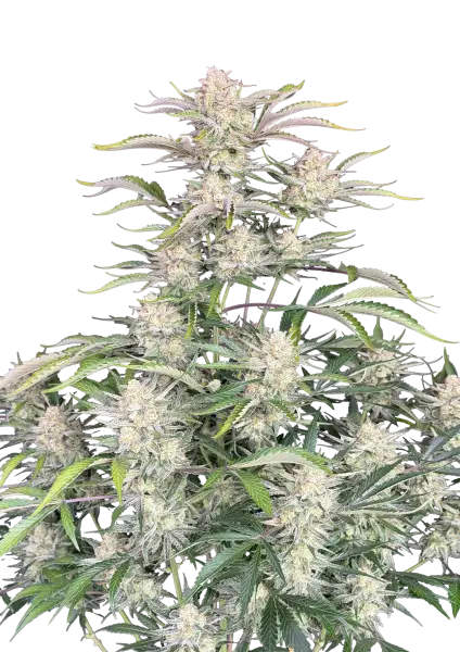 Photo of Sour Diesel Auto