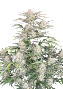 Sour Diesel Auto