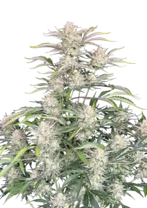 Photo of Sour Diesel Auto