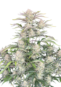 Sour Diesel Auto